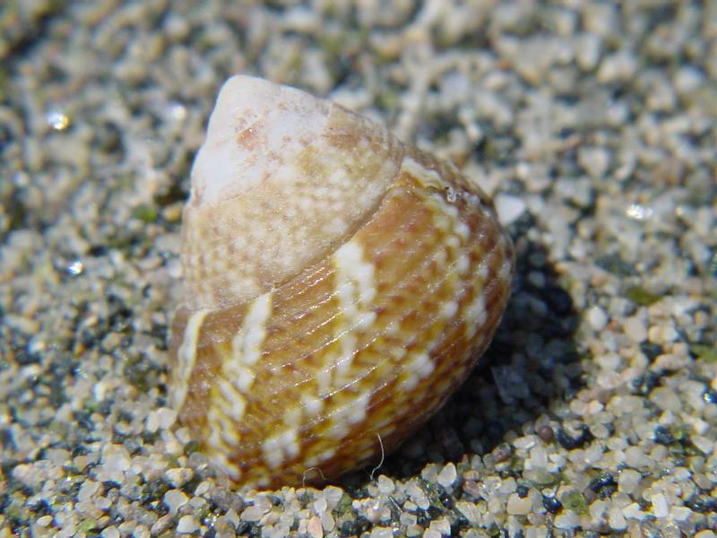 Gibbula cfr. adriatica